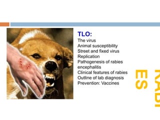 Rabies | PPTX