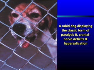 Partial Paralysis Rabies Rabies | PPT