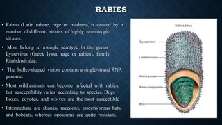 RABIES
• Rabies (Latin rabere, rage or madness) is caused by a
number of different strains of highly neurotropic
viruses.
• Most belong to a single serotype in the genus
Lyssavirus (Greek lyssa, rage or rabies), family
Rhabdoviridae.
• The bullet-shaped virion contains a single-strand RNA
genome.
• Most wild animals can become infected with rabies,
but susceptibility varies according to species. Dogs
Foxes, coyotes, and wolves are the most susceptible .
• Intermediate are skunks, raccoons, insectivorous bats,
and bobcats, whereas opossums are quite resistant.
 