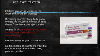 Infiltration Injection Rabies Rabies | PPTX