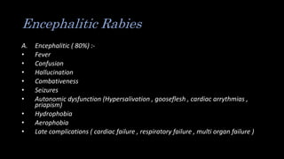 Encephalitic Rabies
A. Encephalitic ( 80%) :-
• Fever
• Confusion
• Hallucination
• Combativeness
• Seizures
• Autonomic dysfunction (Hypersalivation , gooseflesh , cardiac arrythmias ,
priapism)
• Hydrophobia
• Aerophobia
• Late complications ( cardiac failure , respiratory failure , multi organ failure )
 