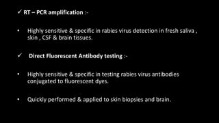  RT – PCR amplification :-
• Highly sensitive & specific in rabies virus detection in fresh saliva ,
skin , CSF & brain tissues.
 Direct Fluorescent Antibody testing :-
• Highly sensitive & specific in testing rabies virus antibodies
conjugated to fluorescent dyes.
• Quickly performed & applied to skin biopsies and brain.
 