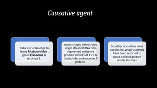 Causative agent
Rabies virus belongs to
family Rhabdoviridae ,
genus Lyssavirus &
serotype 1.
Bullet shaped neurotropic
single stranded RNA non-
segmented antisense
genome consists of 11,932
nucleotides and encodes 5
proteins.
Six other non-rabies virus
species in Lyssavirus genus
have been reported to
cause a clinical picture
similar to rabies.
 