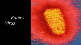 Rabies
Virus
 