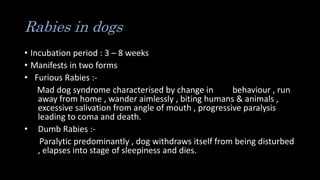 Rabies in dogs
• Incubation period : 3 – 8 weeks
• Manifests in two forms
• Furious Rabies :-
Mad dog syndrome characterised by change in behaviour , run
away from home , wander aimlessly , biting humans & animals ,
excessive salivation from angle of mouth , progressive paralysis
leading to coma and death.
• Dumb Rabies :-
Paralytic predominantly , dog withdraws itself from being disturbed
, elapses into stage of sleepiness and dies.
 