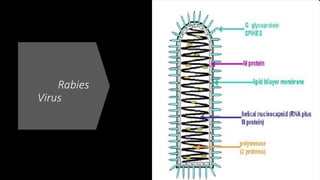 Rabies
Virus
 