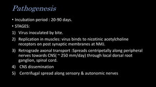 Pathogenesis
• Incubation period : 20-90 days.
• STAGES:
1) Virus inoculated by bite.
2) Replication in muscles: virus binds to nicotinic acetylcholine
receptors on post synaptic membranes at NMJ.
3) Retrograde axonal transport :Spreads centripetally along peripheral
nerves towards CNS( ~ 250 mm/day) through local dorsal root
ganglion, spinal cord.
4) CNS dissemination
5) Centrifugal spread along sensory & autonomic nerves
 