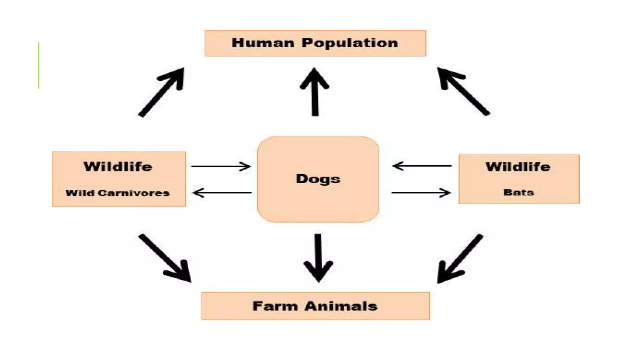 Rabies in HUMANS AND ANIMALS | PPTX