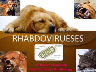 RHABDOVIRUESES
Dr. Rakesh Prasad Sah
Assist Professor, Microbiology
 