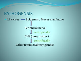 PATHOGENSIS
 Live virus Epidermis , Mucus membrane
Peripheral nerve
centripetally
CNS ( grey matter )
centrifugally
Other tissues (salivary glands)
 