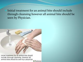 Initial treatment for an animal bite should include
through cleansing however all animal bite should be
seen by Physician.
 