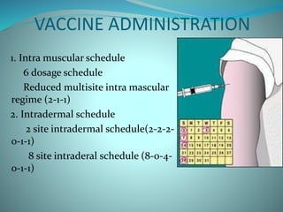 VACCINE ADMINISTRATION
1. Intra muscular schedule
6 dosage schedule
Reduced multisite intra mascular
regime (2-1-1)
2. Intradermal schedule
2 site intradermal schedule(2-2-2-
0-1-1)
8 site intraderal schedule (8-0-4-
0-1-1)
 