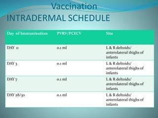 Vaccination
INTRADERMAL SCHEDULE
Day of Immunization PVRV/PCECV Site
DAY 0 0.1 ml L & R deltoids/
anterolateral thighs of
infants
DAY 3 0.1 ml L & R deltoids/
anterolateral thighs of
infants
DAY 7 0.1 ml L & R deltoids/
anterolateral thighs of
infants
DAY 28/30 0.1 ml L & R deltoids/
anterolateral thighs of
infants
 