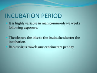 INCUBATION PERIOD
 It is highly variable in man,commonly3-8 weeks
following exposure.
 The closure the bite to the brain,the shorter the
incubation.
 Rabies virus travels one centimeters per day
 