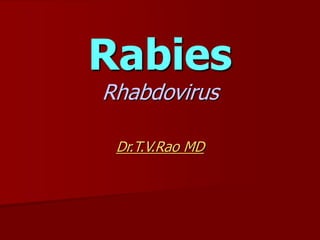Rabies
Rhabdovirus
Dr.T.V.Rao MD
 