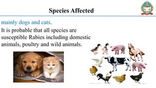 Rabies | PDF