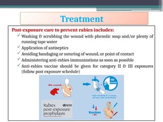 Post Exposure Rabies Protocol Rabies-2.pptx ...