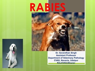 RABIES
Dr. Goverdhan Singh
Assistant Professor
Department of Veterinary Pathology
CVAS, Navania, Udaipur
RAJUVAS,Bikaner
 