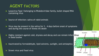 AGENT FACTORS
 Lyssavirus Type I belonging to Rhabdoviridae family, bullet shaped RNA
containing virus
 Source of infection: saliva of rabid animals
 Virus may be present in the saliva for 3 – 4 days before onset of symptoms
and during the course of illness till death
 Highly resistant against cold, dryness and decay and can remain infectious
in dead bodies
 Inactivated by formaldehyde, lipid solvents, sunlight, and antiseptics
 Street virus and fixed virus
 
