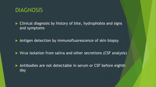 DIAGNOSIS
 Clinical diagnosis by history of bite, hydrophobia and signs
and symptoms
 Antigen detection by immunofluorescence of skin biopsy
 Virus isolation from saliva and other secretions (CSF analysis)
 Antibodies are not detectable in serum or CSF before eighth
day
 