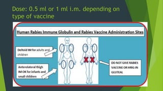 Dose: 0.5 ml or 1 ml i.m. depending on
type of vaccine
 