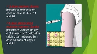  5-dose regimen (Essen)
prescribes one dose on
each of days 0, 3, 7, 14
and 28
4-dose abbreviated
multisite regimen (Zareb)
prescribes 2 doses on day
o (1 in each of 2 deltoid or
thigh sites) followed by 1
dose on each of days 7
and 21
 