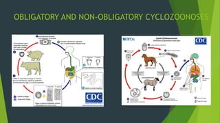 OBLIGATORY AND NON-OBLIGATORY CYCLOZOONOSES
 