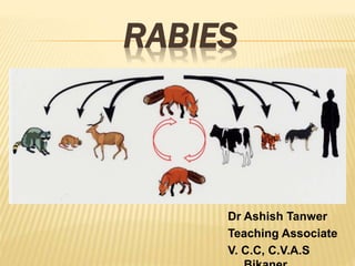 RABIES
Dr Ashish Tanwer
Teaching Associate
V. C.C, C.V.A.S
 