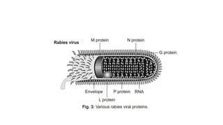 Rabies in Children | PPTX
