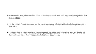 • In Africa and Asia, other animals serve as prominent reservoirs, such as jackals, mongooses, and
raccoon dogs.
• In the United States, raccoons are the most commonly infected wild animal along the eastern
seaboard.
• Rabies is rare in small mammals, including mice, squirrels, and rabbits; to date, no animal-to-
human transmission from these animals has been documented
 