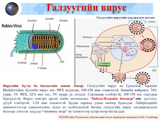 Галзуу өвчин