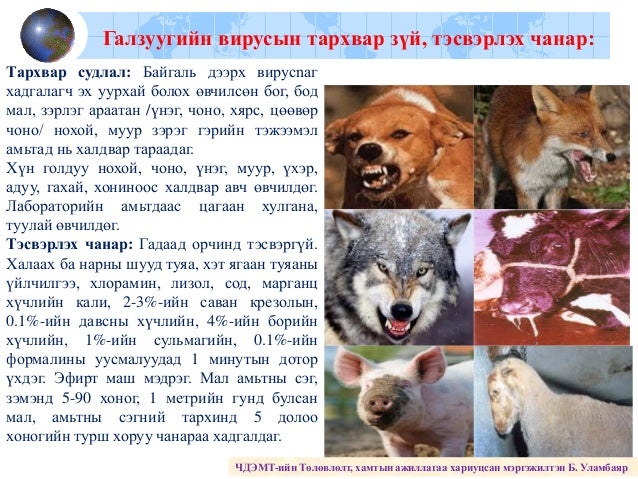Галзуу өвчин