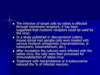 Rabies Lettering rabies.ppt