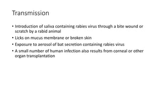 Rabies | PPTX