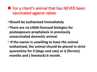  For a client’s animal that has NEVER been
vaccinated against rabies
•Should be euthanized immediately
•There are no USDA-licensed biologics for
postexposure prophylaxis in previously
unvaccinated domestic animal.
• If the owner is unwilling to have the animal
euthanized, the animal should be placed in strict
quarantine for 4 (dogs and cats) or 6 (ferrets)
months and ( livestock) 6 month.
 