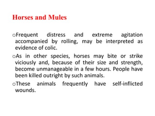 Horses and Mules
oFrequent distress and extreme agitation
accompanied by rolling, may be interpreted as
evidence of colic.
oAs in other species, horses may bite or strike
viciously and, because of their size and strength,
become unmanageable in a few hours. People have
been killed outright by such animals.
oThese animals frequently have self-inflicted
wounds.
 