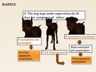 Rabies.ppt