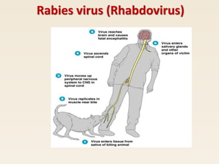 Rabies.ppt