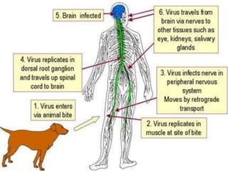 Morphology of Rabies virus and its clinical significance.pptx