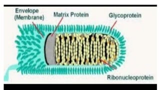 Rabies in community health education and prevention | PPTX