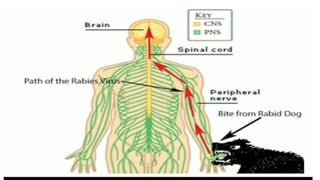 Partial Paralysis Rabies Rabies in community health education and prevention | PPTX