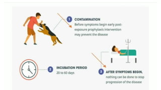 Rabies in community health education and prevention | PPTX