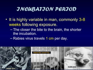 Rabies. The presentation for community medicine | PDF
