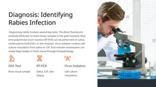 Rabies from definition to treatment all information | PPT