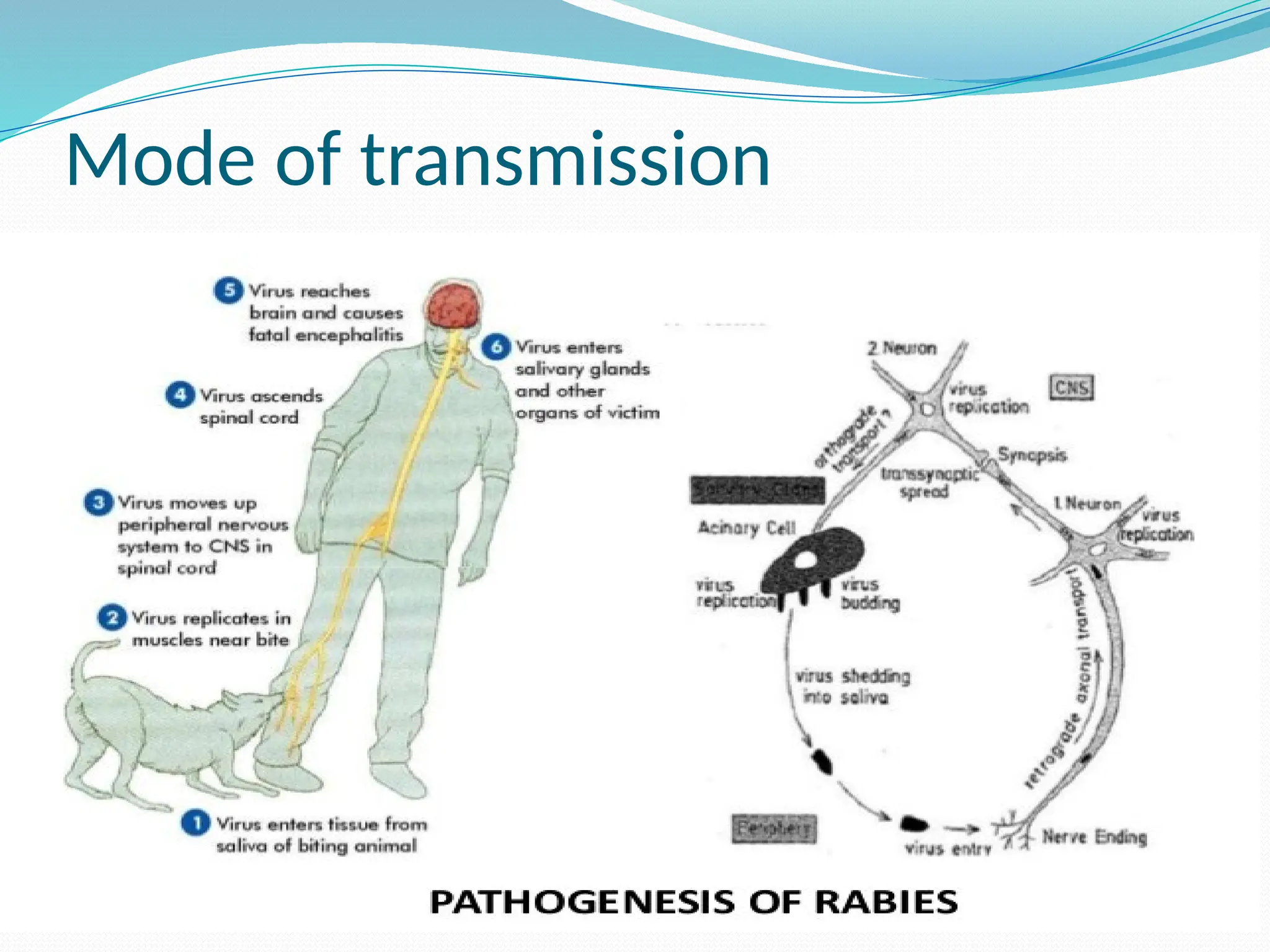 Brief introduction ,transmission prevention and managment of about ...