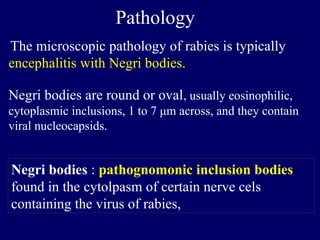 Rabies Inclusions Rabies.pptxfdix4ubx6obze8k dukcrivds7ivd | PPTX