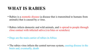 INFECTIOUS RABIES. DR. MVUYEKULE MD,MPH. | PPTX