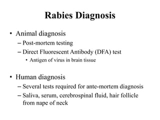 Comprehensive Overview of Rabies: Transmission, Diagnosis, and ...