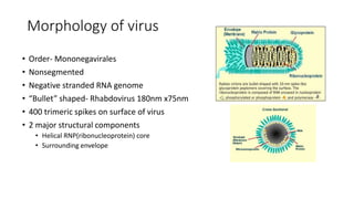 Morphology of virus
• Order- Mononegavirales
• Nonsegmented
• Negative stranded RNA genome
• “Bullet” shaped- Rhabdovirus 180nm x75nm
• 400 trimeric spikes on surface of virus
• 2 major structural components
• Helical RNP(ribonucleoprotein) core
• Surrounding envelope
 