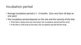 Incubation period
• Average incubation period is 1 - 3 months. (Can vary from 10 days to
one year)
• The incubation period depends on the site and the severity of the bite
• If the bite is deep and near the head, the incubation period will be short
• If the bite is mild and on the foot, the incubation period will be long .
 